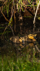 Cute little Mallard ducklings (Anas platyrhynchos) swimming on the river