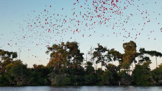 Fock Of The Scarlet Ibis At Parnaiba In Piaui Brazil. Seabirds Riverside. Wildlife Landscape. Piaui Brazil. Parnaiba Delta Phenomenon. Fock Of The Scarlet Ibis At Parnaiba In Piaui.