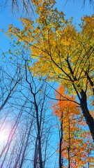 Fototapeta premium Beautiful Colors Under The Sky In Autumn