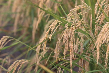 Golden Rice Field: Close-up view of a field of rice in its prime, showcasing the golden stalks and grains in the warm glow of sunlight.