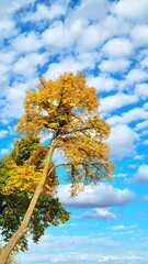 Beautiful Colors Under The Sky In Autumn
