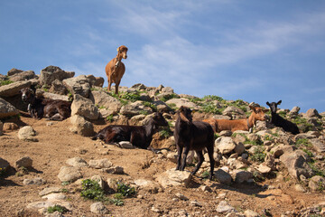 cabras sobre las piedras en la sierra de gredos