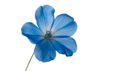 Fototapeta premium Macro Shot of Vibrant Blue Flower with Detailed Petals — Isolated Botanical Beauty for Nature, Design, or Wellness Themes, transparent background
