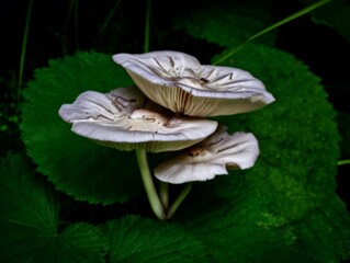 A Small Cluster of Mushrooms Growing on a Green Leafy Surface in Forest
