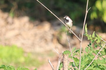 Perched bird on a branch: Capturing a captivating bird perched delicately on a slender branch, surrounded by the natural elements.