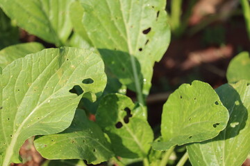Leafy greens, healthy leaves, vibrant greens captured up close showcasing the intricate details and vitality of the plant's nature and its fresh greens.