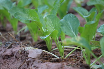 Fresh Bok Choy in the Garden: a vibrant image capturing the essence of healthy eating, featuring a close-up shot of fresh bok choy seedlings thriving in a rich, fertile garden bed.