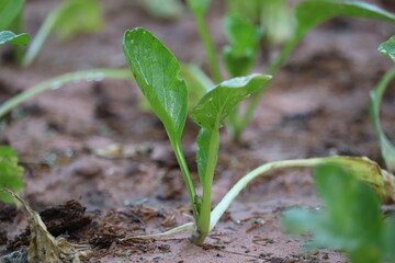 Young Plant's First Breath: A close-up reveals the resilience of a young plant, its vibrant green leaves unfurling from the earth, symbolizing life's gentle beginnings.