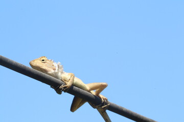 Lizard Resting on Wire: A fascinating view of a lizard perched on a wire, basking under the azure sky, in a natural, and unretouched captured moment. 