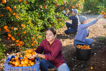 Portrait of skilled female workers picking mandarins in box on farm