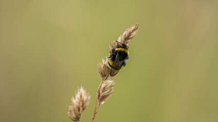 Closeup on Early Bumblebee (Bombus pratorum)