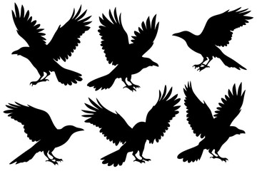 Obraz premium Set of black crow silhouettes in various flying and landing poses with open wings. Collection of raven bird icons isolated on white background.