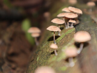 Fungi Cluster on a Log: An enchanting composition showcasing a cluster of delicate fungi, their...