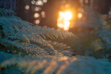 Golden sunlight filters through a forest, illuminating delicate bracken ferns. The tranquil atmosphere showcases the beauty of nature during the serene evening hours.