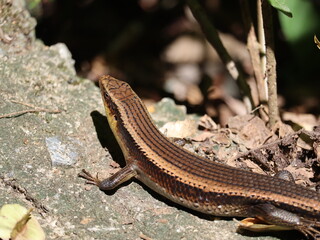 Lizard on Stone: A close-up shot of a sleek lizard basking on a rough, textured stone in its natural habitat, blending seamlessly with its surroundings.