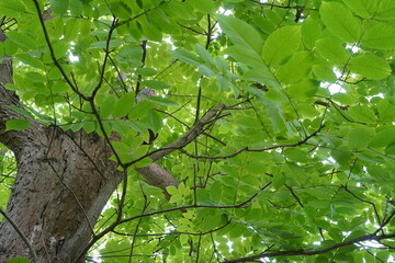 Nahaufnahme einer Juglans mandshurica (Mandschurische Walnuss) im Sommer