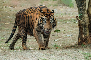 Portrait of the Sumatran Tiger