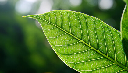 a close up of a green leaf with water droplets on it likely after rain
