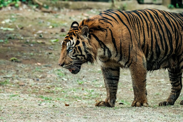 Portrait of the Sumatran Tiger