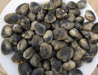 Palourde; ruditapes decussatus