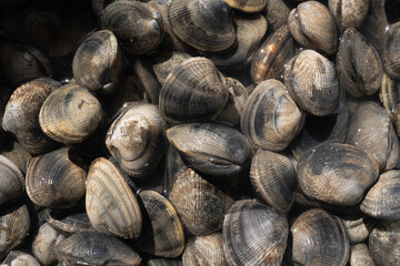 Palourde; ruditapes decussatus