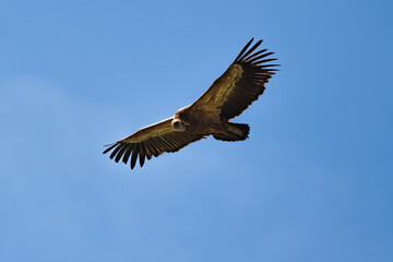 Vautour fauve, Gyps fulvus, Griffon Vulture, Parc naturel régional des grands causses 48, Lozere, France