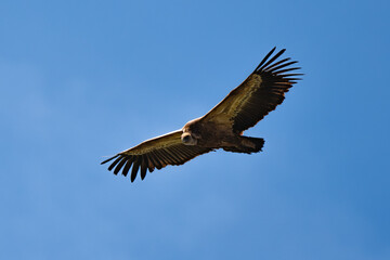 Obraz premium Vautour fauve, Gyps fulvus, Griffon Vulture, Parc naturel régional des grands causses 48, Lozere, France