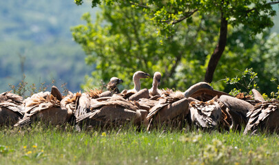 Vautour fauve,Gyps fulvus, Griffon Vulture, Parc naturel régional des grands causses 48, Lozere, France