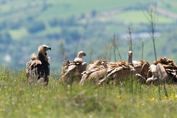 Vautour moine,Aegypius monachus, Cinereous Vulture, Vautour fauve,Gyps fulvus, Griffon Vulture, Parc naturel régional des grands causses 48, Lozere, France