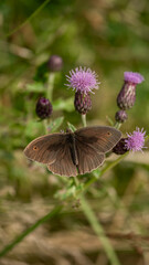 The Meadow brown butterfly (Maniola jurtina) sits on flower with open wings