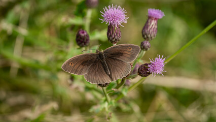 The Meadow brown butterfly (Maniola jurtina) sits on flower