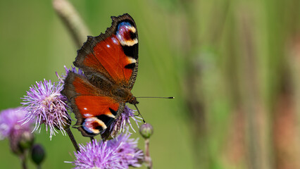 Colorful Peacock butterfly (Aglais io) sits on meadow flowers
