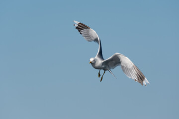 Portrait Of A Flying Seagull (Larinae)
