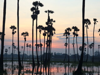 Obraz premium Sunset Silhouette of Palm Trees: Majestic silhouettes of tall palm trees stand against the backdrop of a breathtaking sunset over a serene lake, their reflections mirrored in the calm water.
