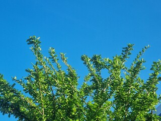 Skyward Gaze: A vibrant tree with lush green foliage reaches towards a clear, azure sky, a testament to the beauty and serenity of the natural world.