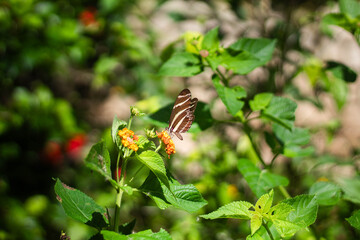 Butterfly on flower
