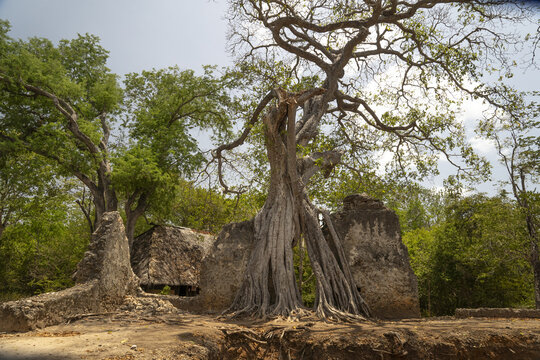 View of ancient ruins entwined with the sinuous roots of a majestic tree, a testament to time and nature's embrace, Gede, Kilifi County, Kenya.
