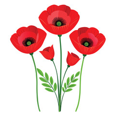 Obraz premium red poppies on white background