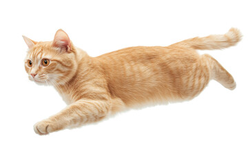 Orange tabby cat mid jump isolated on transparent background. jump orange cat isolated on white background.