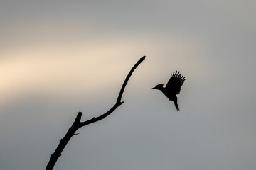 Majestic woodpecker takes flight near a stark, bare branch silhouetted against the soft glow of dawn sky bringing nature's beauty to life