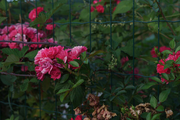Pink roses climbing green wire mesh, framing garden landscape with delicate floral charm