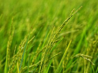 Golden Rice Field: A close-up shot reveals the lush, vibrant texture of a rice field, its golden stalks swaying gently in the breeze, hinting at the promise of a bountiful harvest.