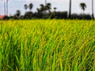 Golden Fields of Grain: An eye-level shot showcases a flourishing rice field, its golden-green stalks swaying in the gentle breeze, a symbol of agricultural abundance and nature's bounty.