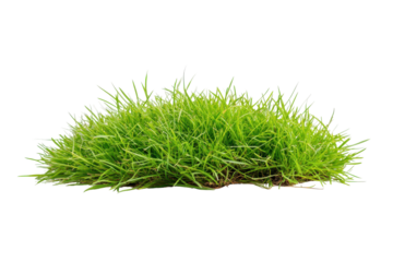 Lush green grass clump isolated on transparent background. Lush green grass tuft with vibrant blades isolated on white background.