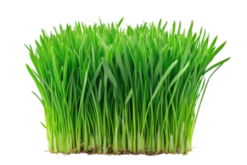 Fresh green wheatgrass growing in a clump isolated on transparent background. Lush green grass tuft with vibrant blades isolated on white background.