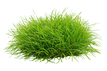 Lush green grass clump isolated on transparent background. Lush green grass tuft with vibrant blades isolated on white background.