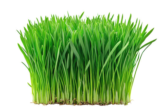 Fresh green wheatgrass growing in a clump isolated on transparent background. Lush green grass tuft with vibrant blades isolated on white background.