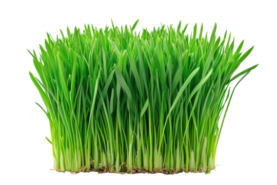 Fresh green wheatgrass growing in a clump isolated on transparent background. Lush green grass tuft with vibrant blades isolated on white background.