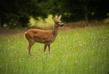 The deer in the meadow is at attention
