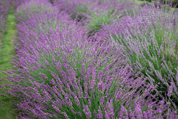Fototapeta premium Close-up of lavender flowers in full bloom with soft focus, creating a dreamy natural background in summer